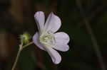 Wild geranium